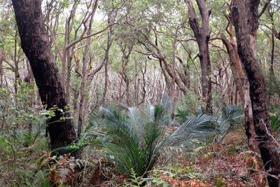 Trees in forest