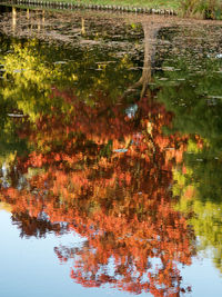 Tree by water