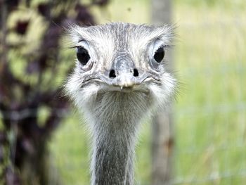 Close-up portrait of a bird