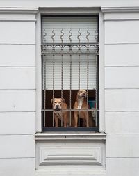 Dogs looking through window