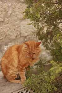 Portrait of a cat