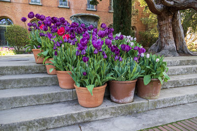 Potted plants in pot