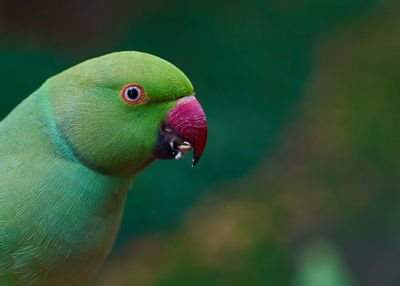 Green parakeet close-up