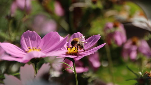 Close-up of bee pollinating on purple flower