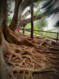 Trees growing on a tree