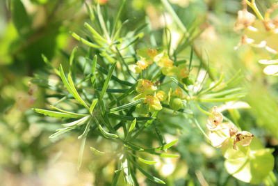 Close-up of plant