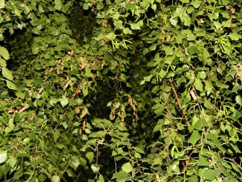 Full frame shot of leaves