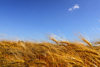 Close-up of wheat field against blue sky