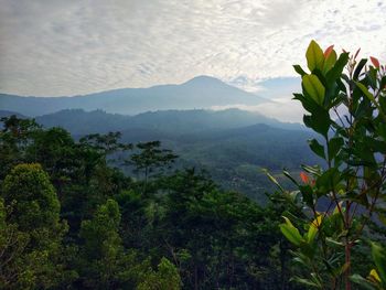 Plants and mountains against sky