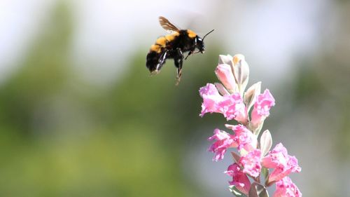 Close-up of bee buzzing on pink flower