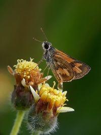 Close-up of butterfly pollinating on flower