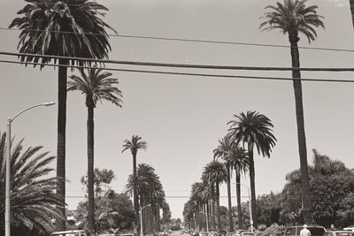 Low angle view of palm trees against sky