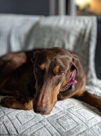 Dog resting on sofa at home