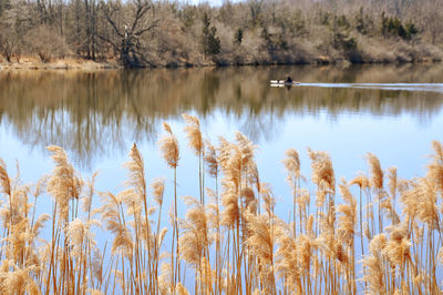 Scenic view of reeds by lake against boat and trees
