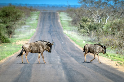 View of wildebeest walking on kruger national park road