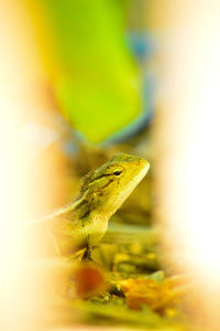 Close-up of lizard on leaf