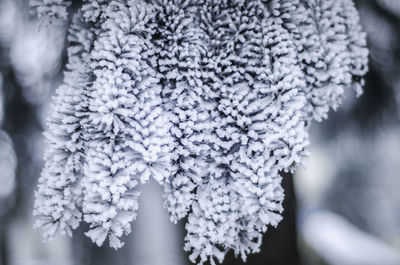 Close-up of frozen tree during winter