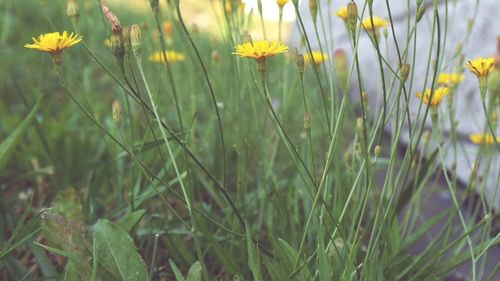 Close-up of flowers growing in field