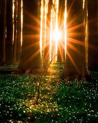 View of flower trees at sunset