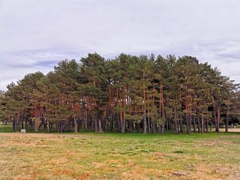 Trees on field against sky