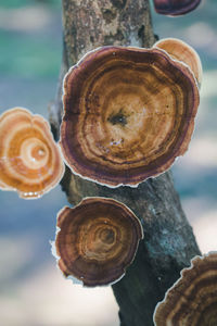 Close-up of snail on tree trunk