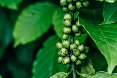 Close-up of fruits growing on tree