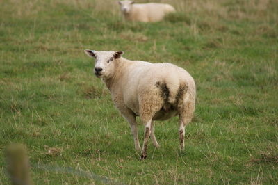 Sheep on field