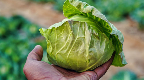 Young man holding a ripe cabbage in hand. fresh and organic cabbage in a unidentified human hand.