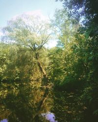 Stream along trees in forest