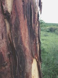 Close-up of tree trunk