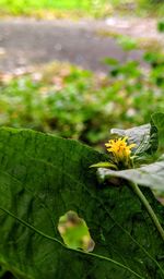 Close-up of yellow flowering plant