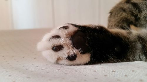 Close-up portrait of a dog