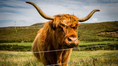 Highland cattle standing on grassy field against sky