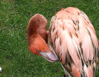 High angle view of bird on field