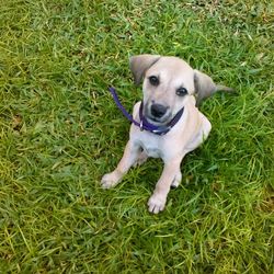 Dog standing on grassy field