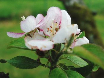 Close-up of fresh white flowering plant