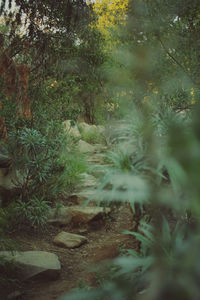 Plants growing in forest