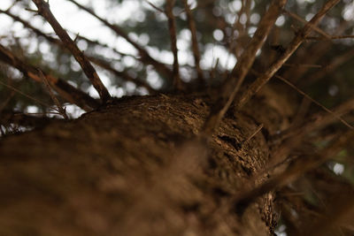 Low angle view of trees growing in forest