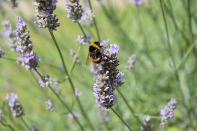 Close-up of bee on purple flowers