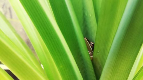 Close-up of frog on green leaves