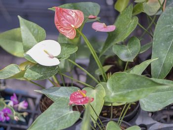 High angle view of flowering plant