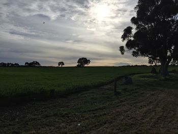 Silhouette of trees on field