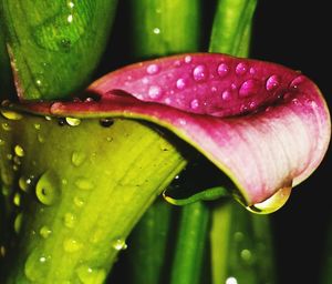 Close-up of wet lotus water