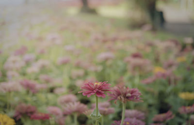 Close-up of pink flowering plants on field