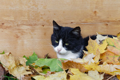 Black and white cat covered with autumn leaves over wooden board background