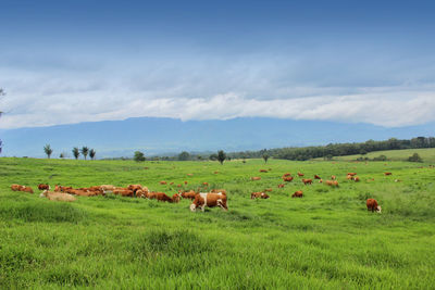 Cows in a green grass field