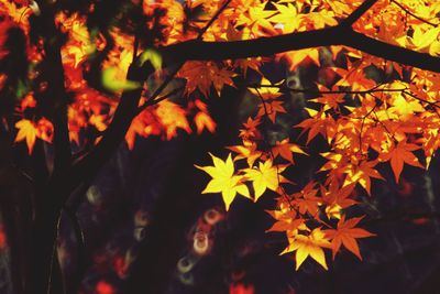 Close-up of maple leaves on tree