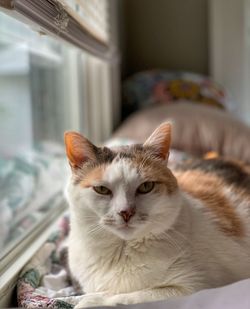 Close-up portrait of a cat at home