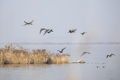 Birds flying over lake against clear sky