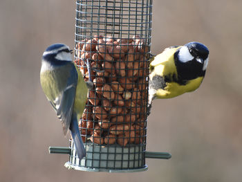 Close-up of bird perching on a feeder